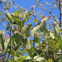 Capparis zeylanica L.